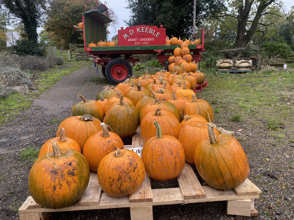 BotanyFarm's tweet image. Pumpkins galore, pick your own, no entrance fee open 7 days a week