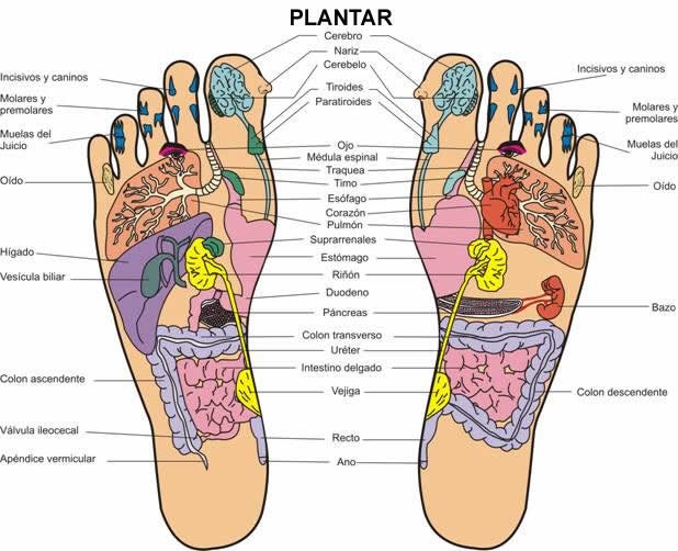 ¿Nota todos los órganos en la planta de los pies?
Note como el Hígado se encuentra en la planta derecha y el corazón en la izquierda.
Órganos grandes como los intestinos y el estómago se ubican en las dos plantas.
No pretendo dar clases de reflexología, solo anotar algunos