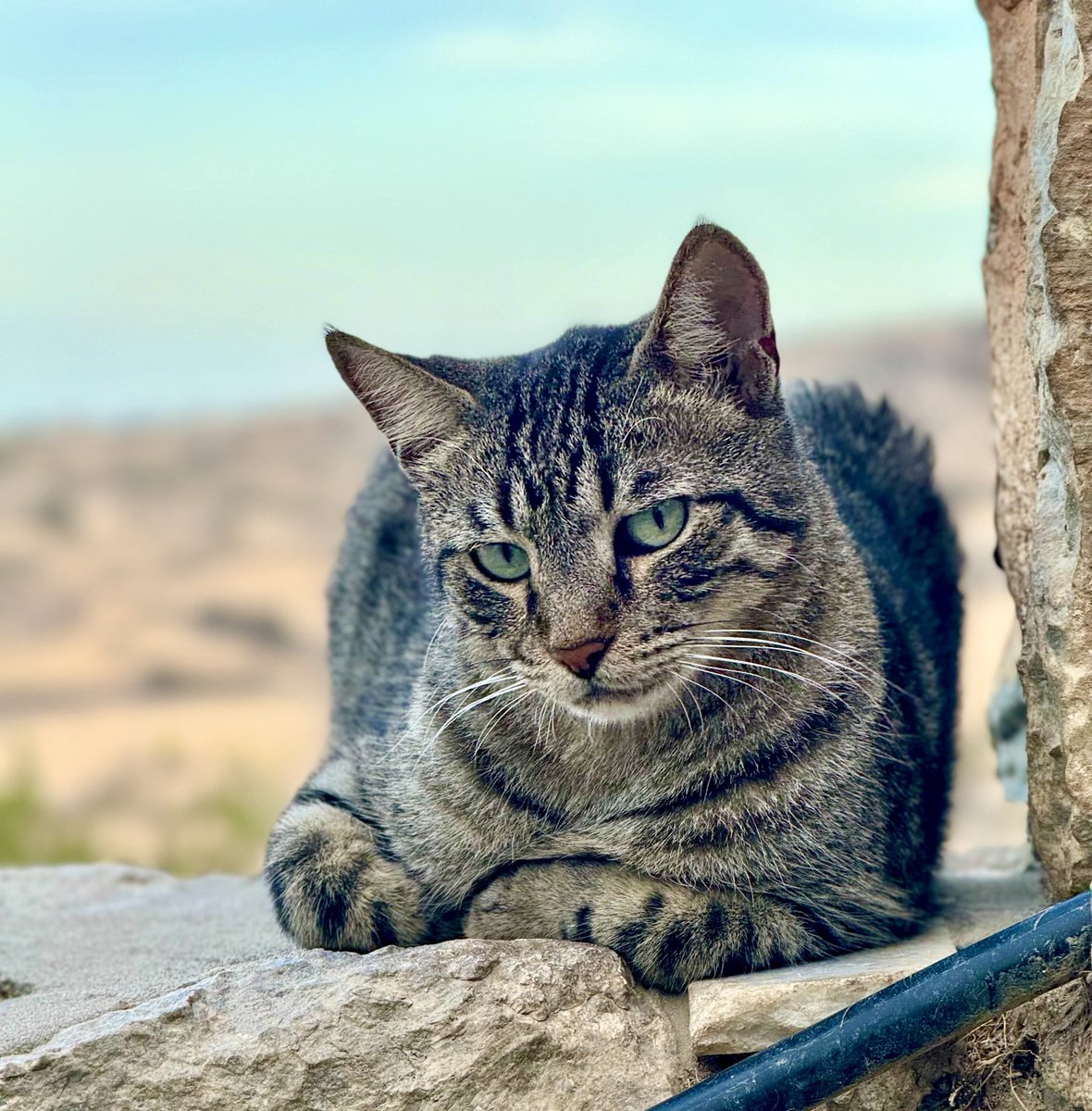 Cats of Iraklia tweet media