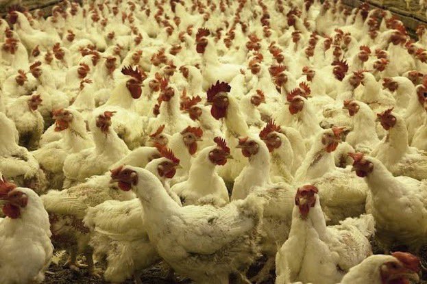 ブラジル産の鶏肉は食べるな 

ブラジル産の鶏肉は大量の抗生物質とホルモン剤を投与して大量生産、早期出荷を可能にした代物です。 

現地の人は絶対に食べない他、アメリカでも輸入を禁止していますが 日本は当然、輸入しています。 スーパーや外食産業、安い加工肉などにも利用されます