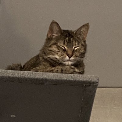 #NewProfilePic #CatPrincess