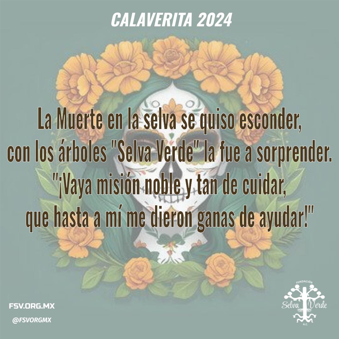 fsvorgmx's tweet photo. 💀✨ ¡Por tradición y amor a nuestras raíces, hoy compartimos estas calaveritas de Fundación Selva Verde! 🎶🌿 Queremos saber cuál es su favorita, ¡déjennos su elección en los comentarios! 👇 #DíaDeMuertos #Calaveritas #FundaciónSelvaVerde #calaveritas2024 https://t.co/IDFnaEujQl