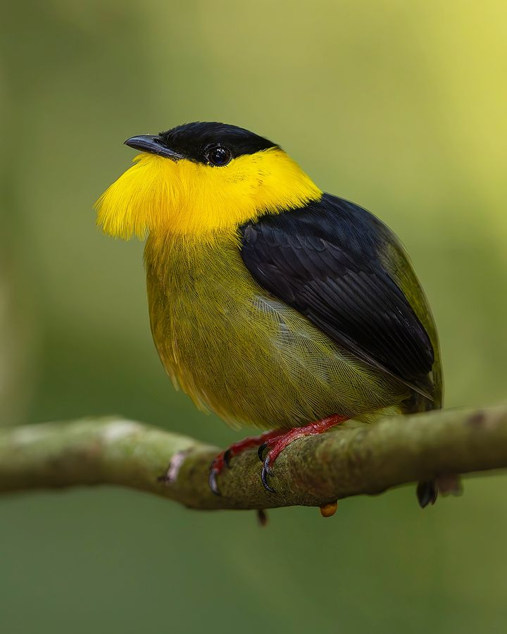 Golden Collared Manakin 💛🖤