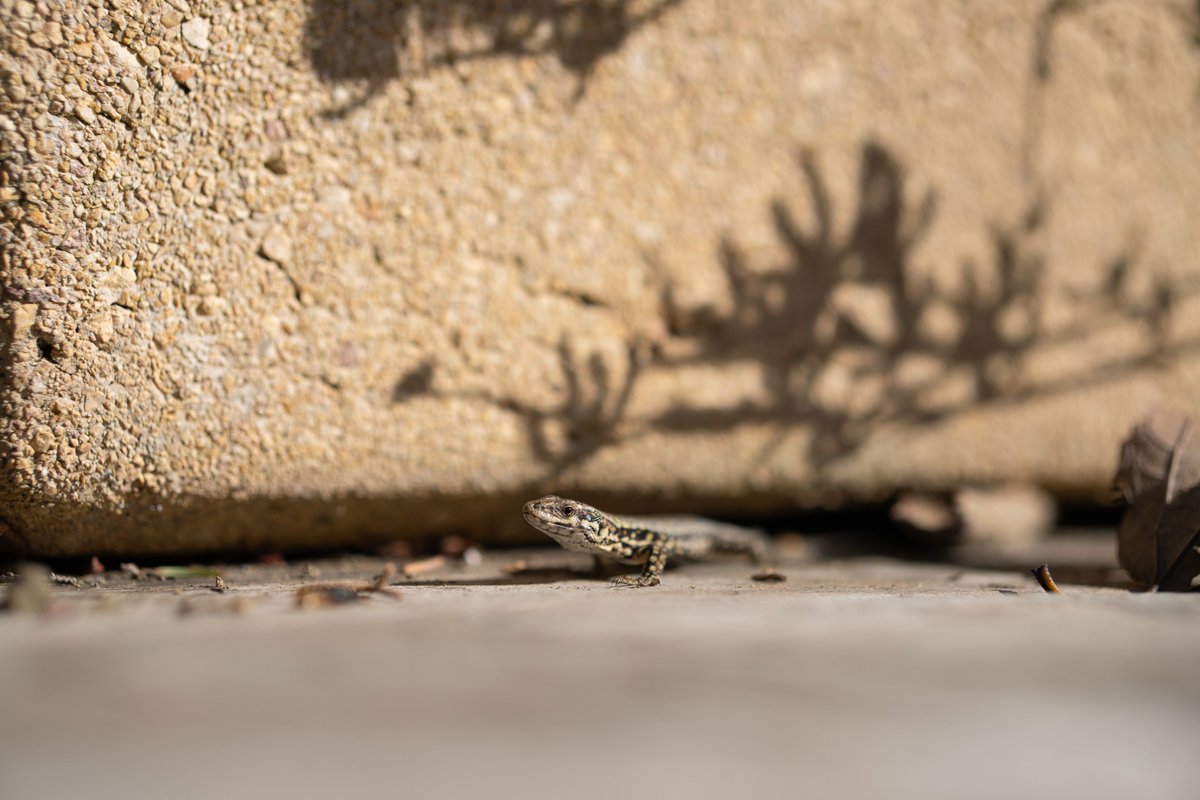 Azelrack 🦋 tweet media