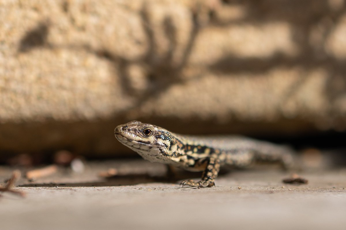 Azelrack 🦋 tweet media