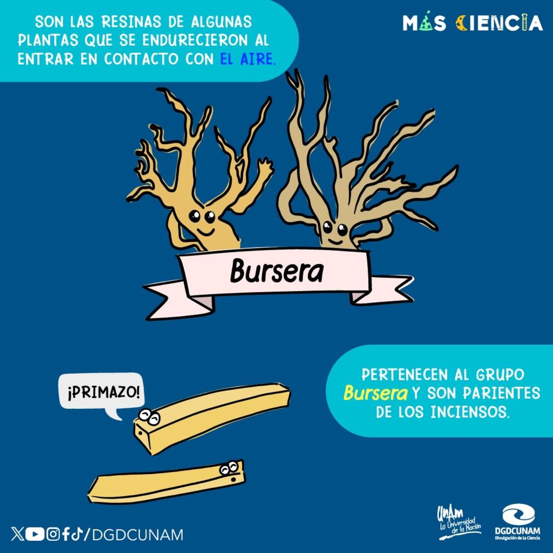 UNAM_FCPyS's tweet photo. Los Copales

🪵 Un clásico del Día de Muertos, y que es un deleite para nuestro olfato provienen de las resinas de árboles. 👃🏼
@DGDCUNAM
|| #MásCiencia #DGDCUNAM #UNAM https://t.co/aRQxpACWHO