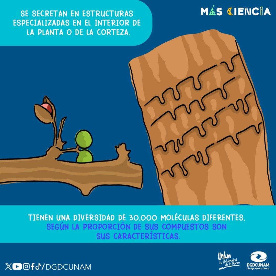UNAM_FCPyS's tweet photo. Los Copales

🪵 Un clásico del Día de Muertos, y que es un deleite para nuestro olfato provienen de las resinas de árboles. 👃🏼
@DGDCUNAM
|| #MásCiencia #DGDCUNAM #UNAM https://t.co/aRQxpACWHO