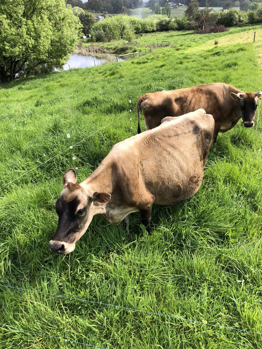 Cows having trouble keeping up with the grass