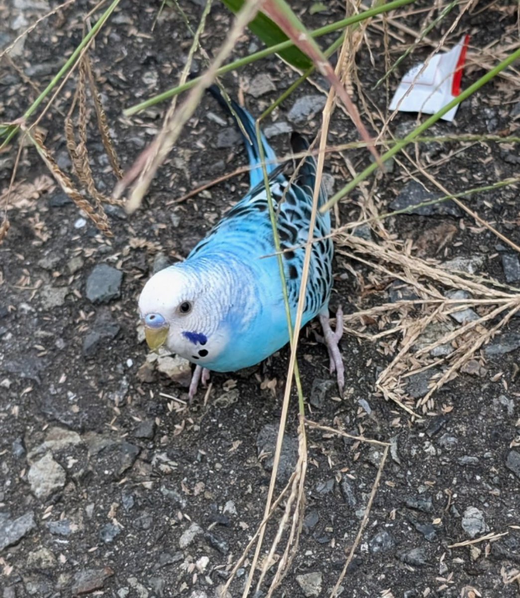 よりわかりそうなのがありましたので、こちらも載せておきます。