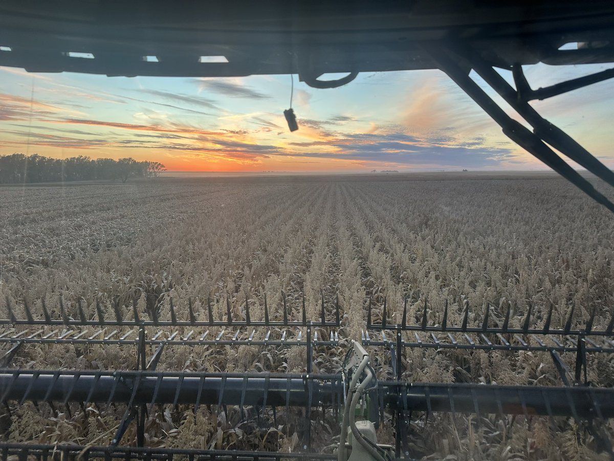 Organic White Sorguhm Harvest tonight.  Another crop  almost gave up on after planting due to big rains.