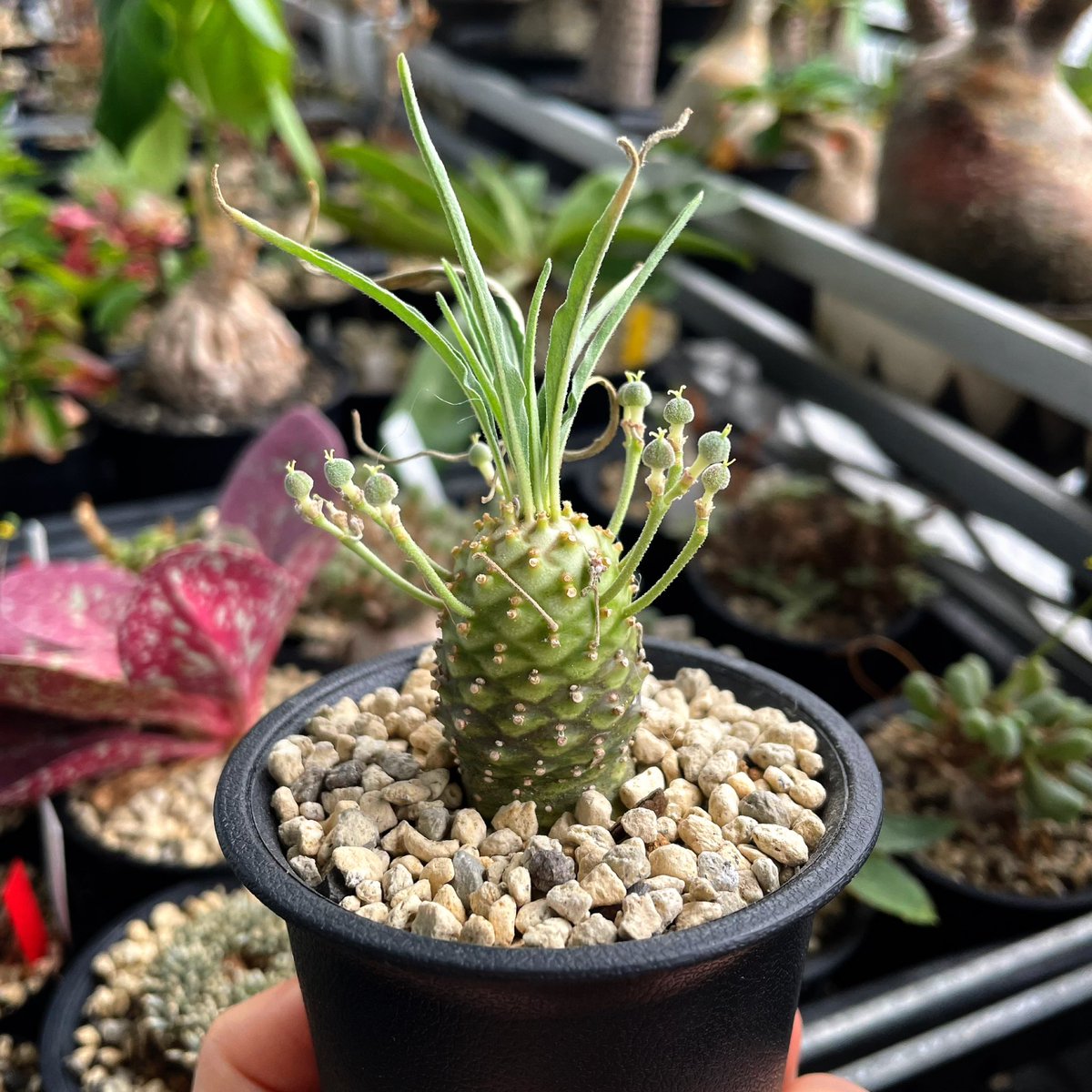 tsuu☆*.ツーさん (@tsuu214) / Posts / X