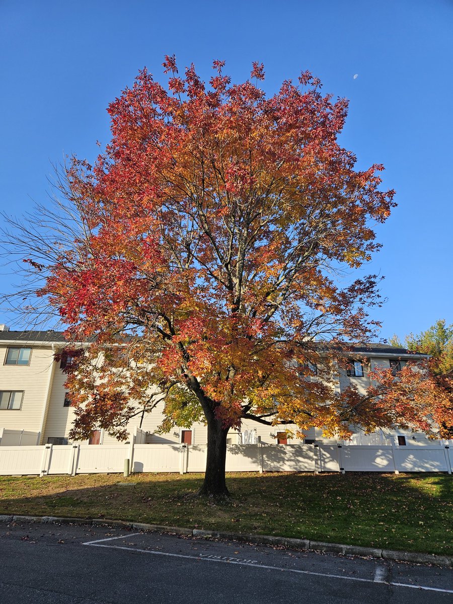 brian_bonafitz's tweet photo. The leaves they are a changin'!! 🍁🍂 #Autumn is in full swing around #FitzManor, so I took some pics over the week to show off the colors. Enjoy & hope y'all have a great weekend! #FridayNightFitz #MiddletownNJ #Folliage #Weekend #FitzGirlsRule #October25th #FallFitz https://t.co/CK1RJgswV8