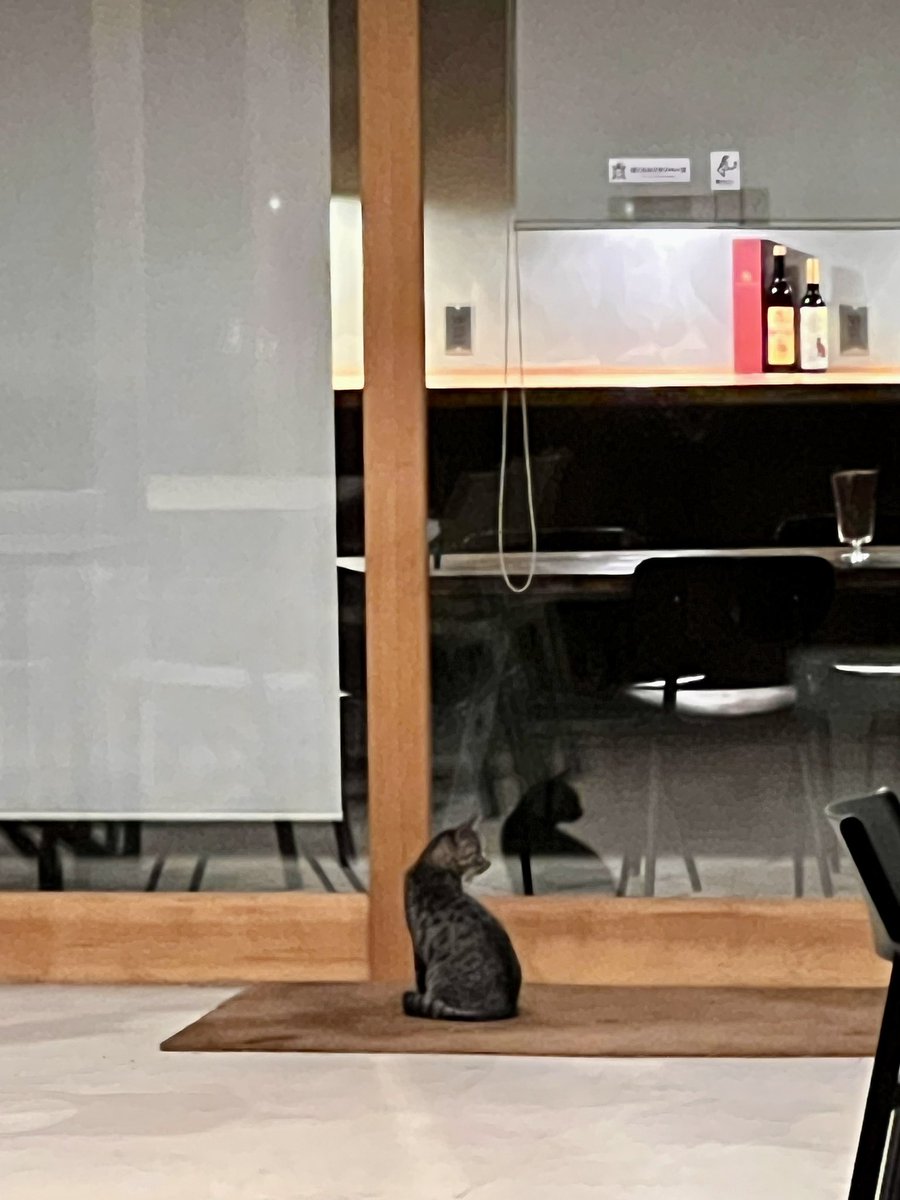 今年2月にトラ(12歳♂)は突然死んだ。未だその喪失感からは抜け出せていない。

最近キャンプフィールドにはどこからか1匹の猫が来るよになった。名前はまだない。

2枚の写真はフィールド内カフェ「鹿のねどこ」玄関前。

左:ちょうど1年前のトラ
右:昨夜のネコ

時空を超え見つめ合っている
泣けるわ