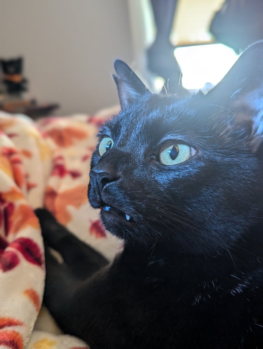 bothcats tweet picture
