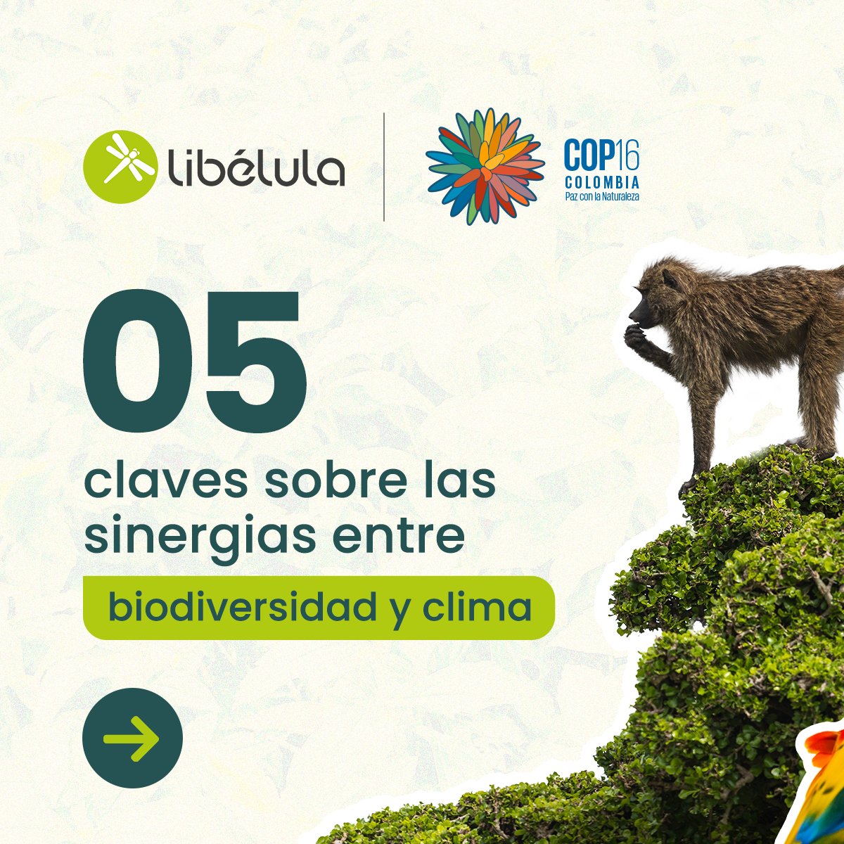 🌳 Para alcanzar las metas de la #COP16 de Biodiversidad, es necesario abordarlas de manera conjunta con acciones para enfrentar el cambio climático. 🌍

Conoce 5️⃣ claves esenciales sobre la interconexión entre la biodiversidad y el clima. ⬇️