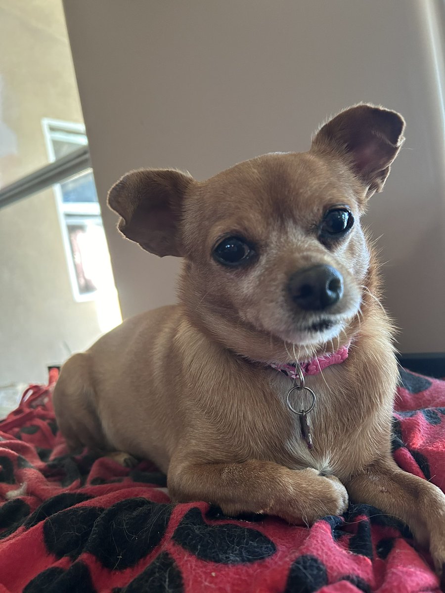 kkofcal's tweet photo. @OfficialOPLive Cleo is ready for Friday Night in Cali. #OPLive on @ReelzChannel #OPNation https://t.co/VC2XLLAcBd