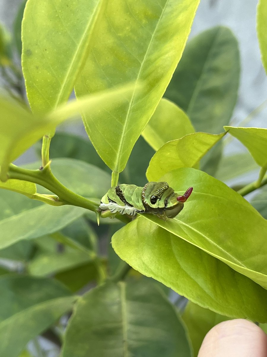 어제 밤에 한 마리 더 탈피했다. 이제 진짜 캐터피야! 먼저 탈피한 친구는 등 아래쪽에 약간의 부절이 있는 것 같은데 번데기되면 액체가 되니까 문제 없겠지? 🥹