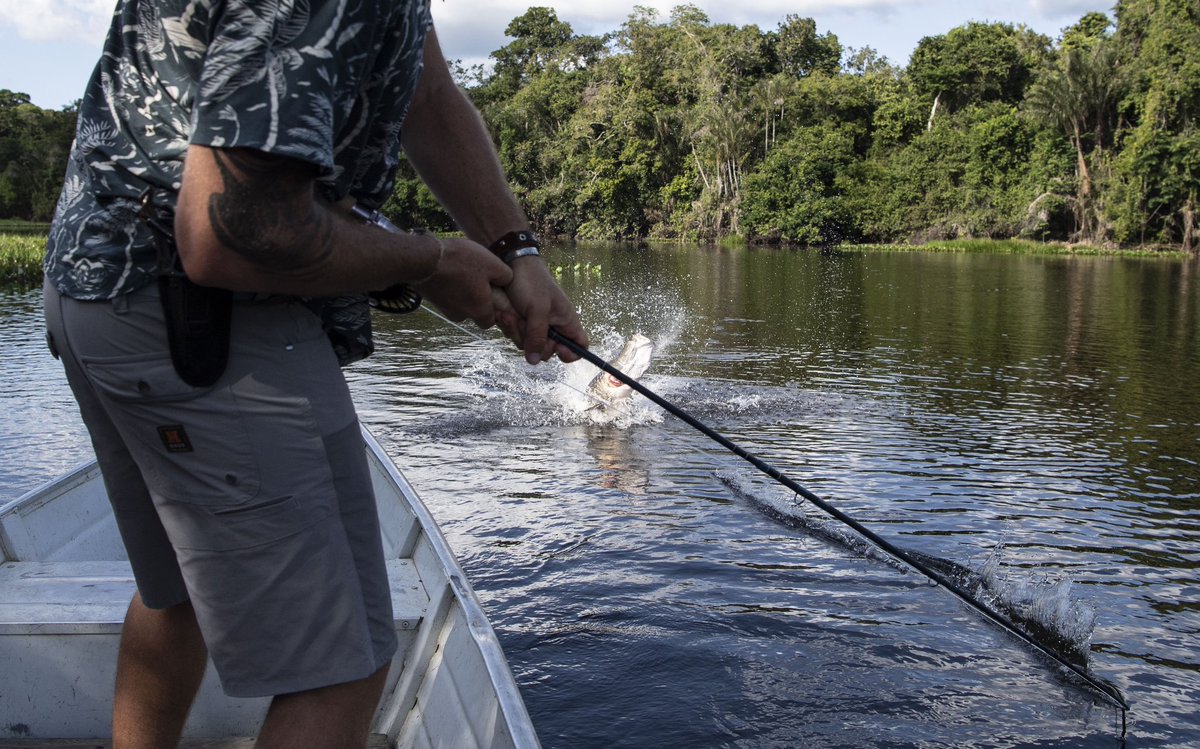 Indifly_'s tweet photo. If you're looking to test the strength of your gear, the arapaima at Rewa Eco-Lodge will certainly put your rods and reels to the test.

Ph: Will Graham 
#flyfishing #indifly #guyana #rewa #ecotourism #indiflycorps #DiscoverGuyana #visitguyana https://t.co/bzKPXIrcQP