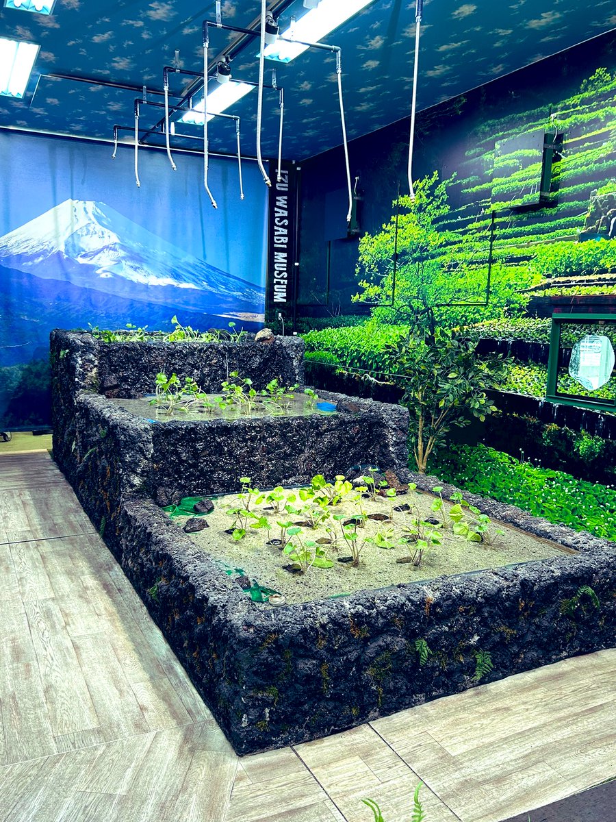 おはようございます☺️！
当店自慢のわさび田です!!!

是非ご来店して見て頂けると幸いです✨️

本日も元気に営業中‼️

#わさび
#わさびミュージアム
#伊豆
#老舗
#伊豆旅行
#静岡グルメ
#山本食品