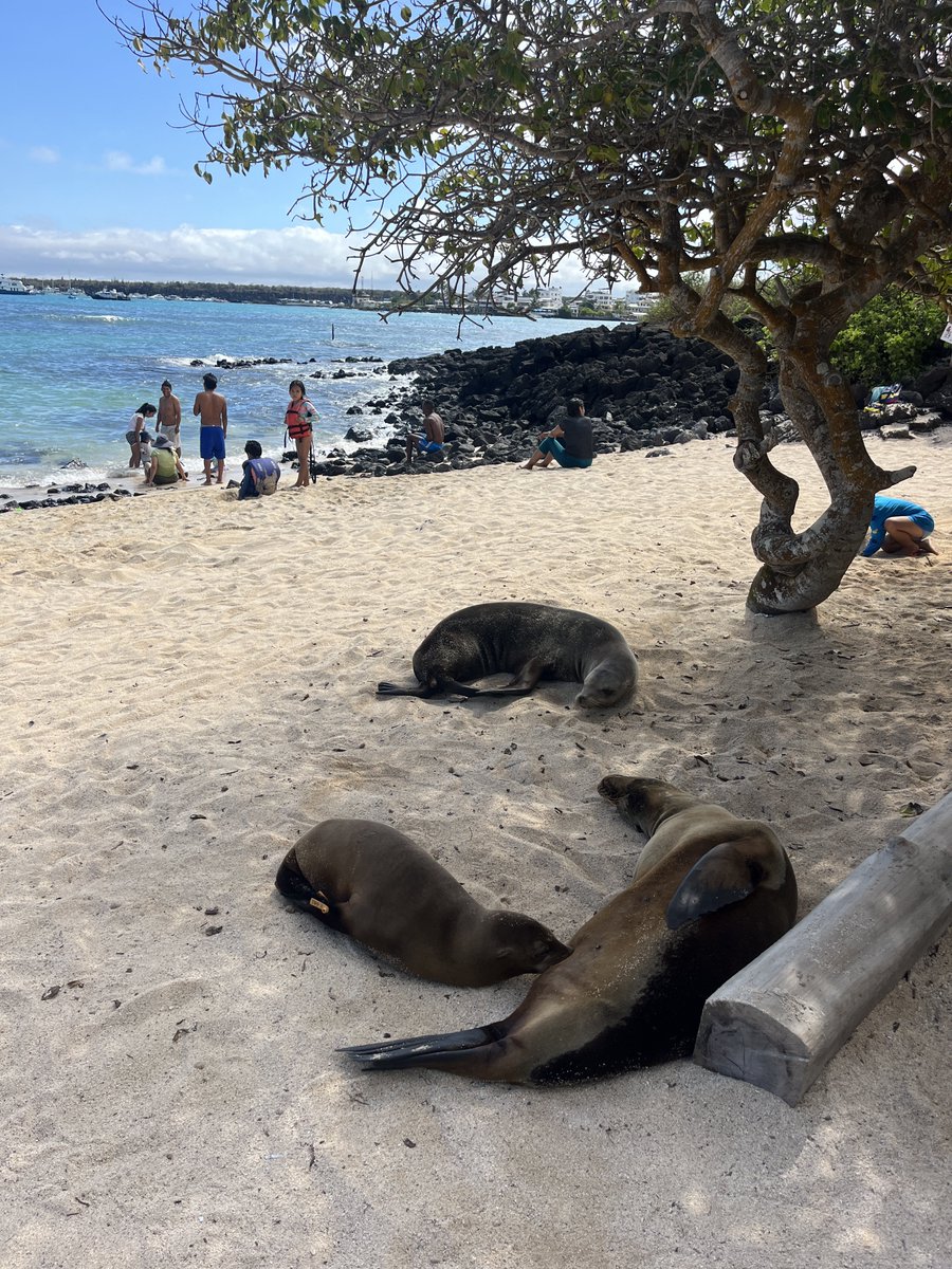 Galapagos島で動物たちに出会った〜

昔は海賊とかに🏴‍☠️食べられてるけど今は守られてる亀🐢
アシカ🦭、海イグアナなどみんなのんびりしていた。

動物と平等に一緒に過ごせる世界はいいなーと思った。