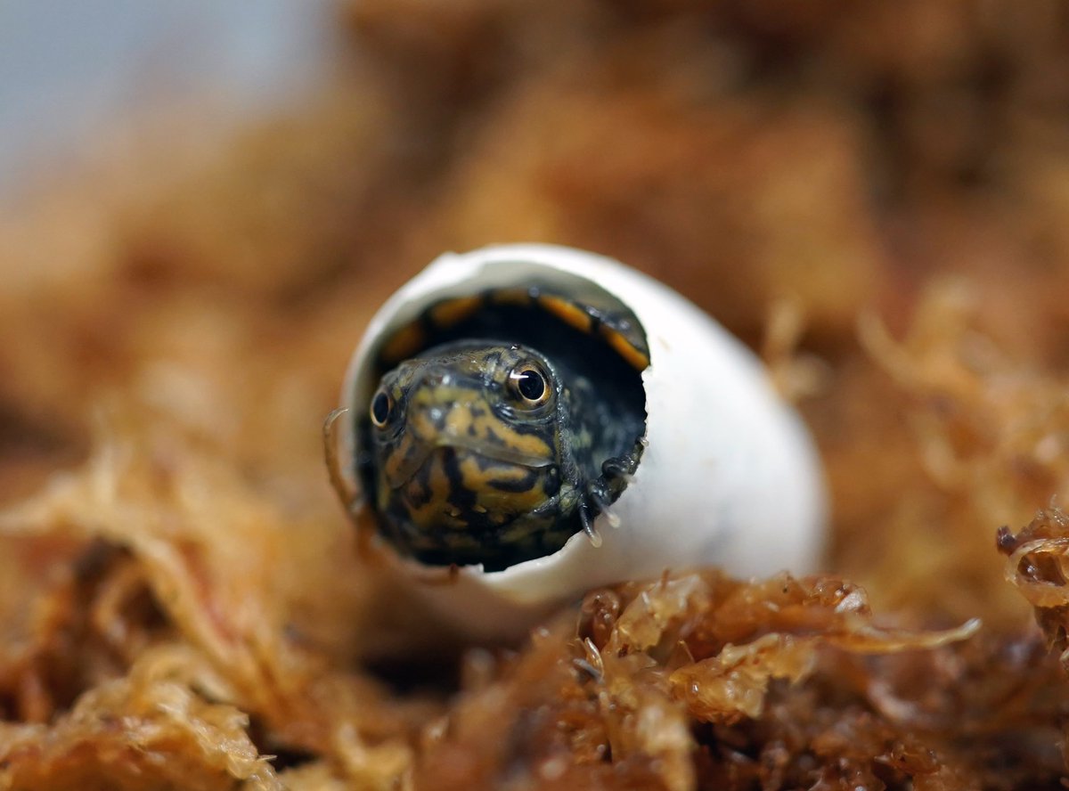 絶版貴重品 クリーパーNo.1〜70.73 絶版貴重品 クリーパーNo.1〜70.73