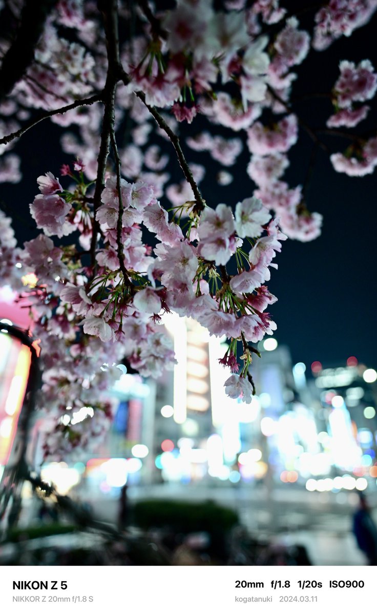 kogatanuki's tweet photo. #日本の桜は美しい
②
#Nikom https://t.co/Ax5B24Fp8A