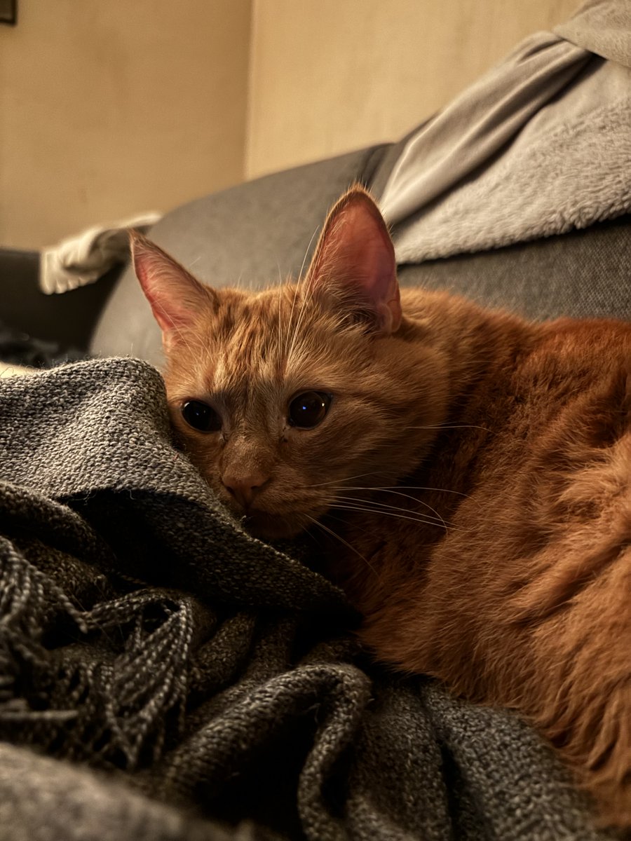 lefilouchat's tweet photo. C'est vrai, lhumain ? Tu vas partir cravailler alors qu'on est chamedi ? 🥺 D'accord... https://t.co/hUf0sg6yFc