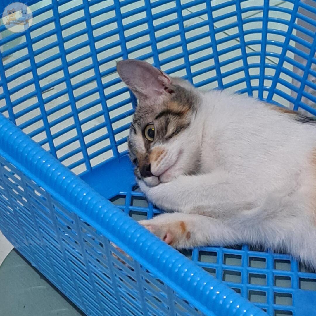 kochengfs's tweet image. Kcg! Dia kenapa sih gusy? Perasaan aku gak ada omelin dia hari ini, hubungan kami baik-baik aja kok 😓 makanan aku yang bayar, kotorannya aku yang bersihin. Gak ada aku nyuruh dia tapi kok gini ya 😔