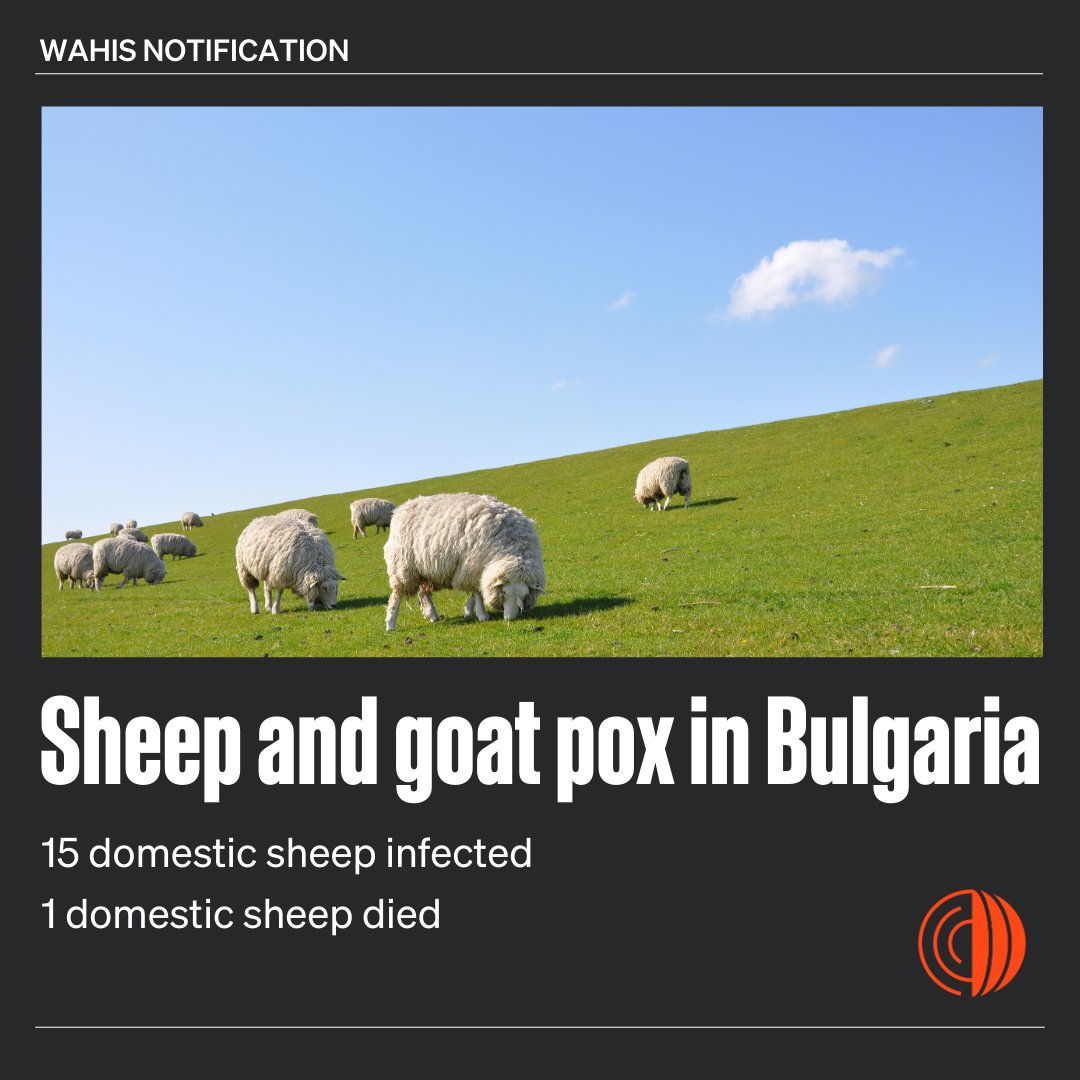 Bulgaria reported an outbreak of sheep pox and goat pox in a zone via #WAHIS. A single domestic sheep has died of the infection, 15 have been tested positive and 394 remain susceptible to infection. Read the details: wahis.woah.org/#/in-review/59…