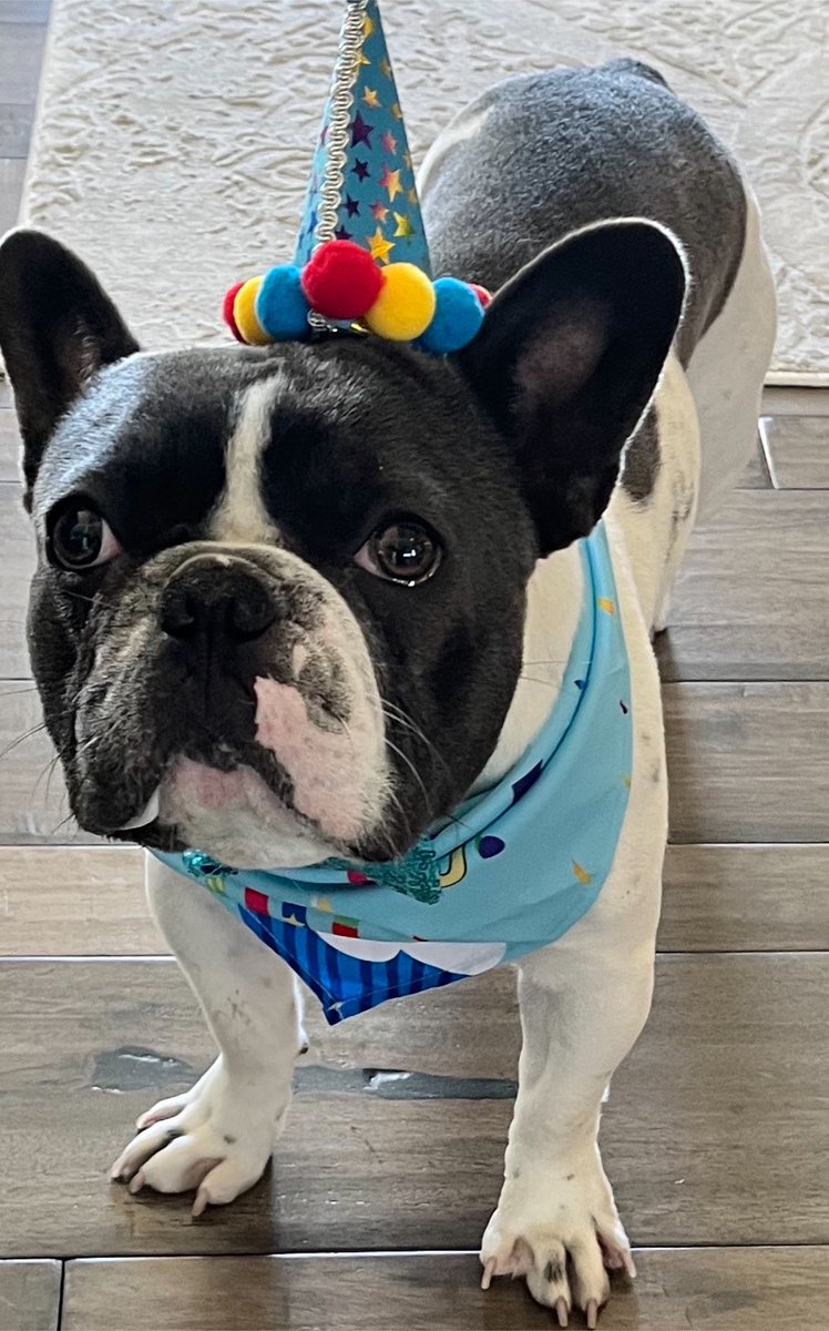 LOST DOG 💔 Louis was taken from our backyard in Las Vegas on October 21. He has several health issues and is on a special diet. Please help us get him home. Offering reward 🙏