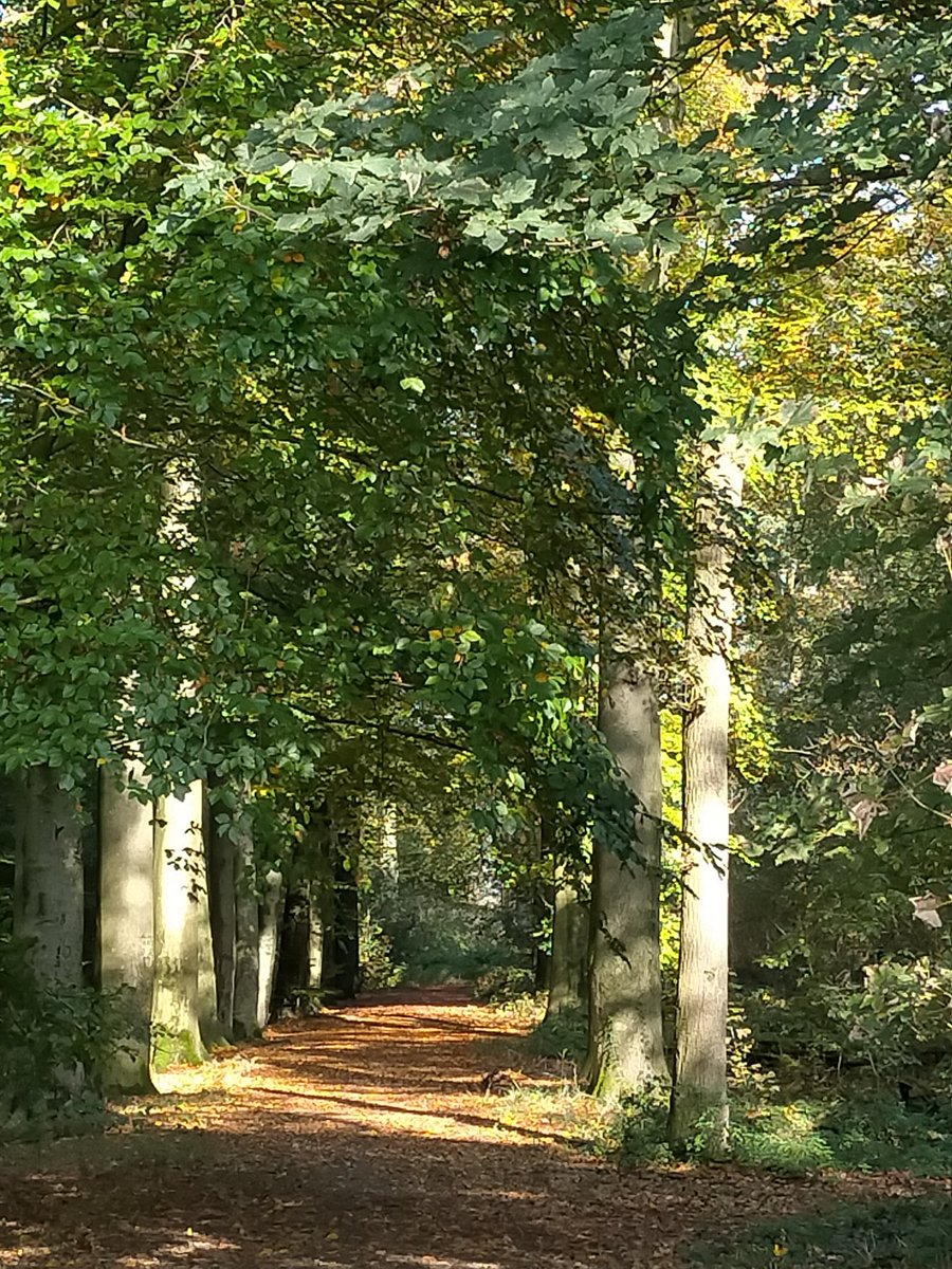 kluizenares's tweet photo. Goedemorgen💚
Hetzelfde bos, dezelfde wandeling, 2 verschillende lanen. #Eik en #Beuk
Vandaag nog zo'n mooie dag. Geniet ervan mensen🌸 https://t.co/p2GOduGGAF
