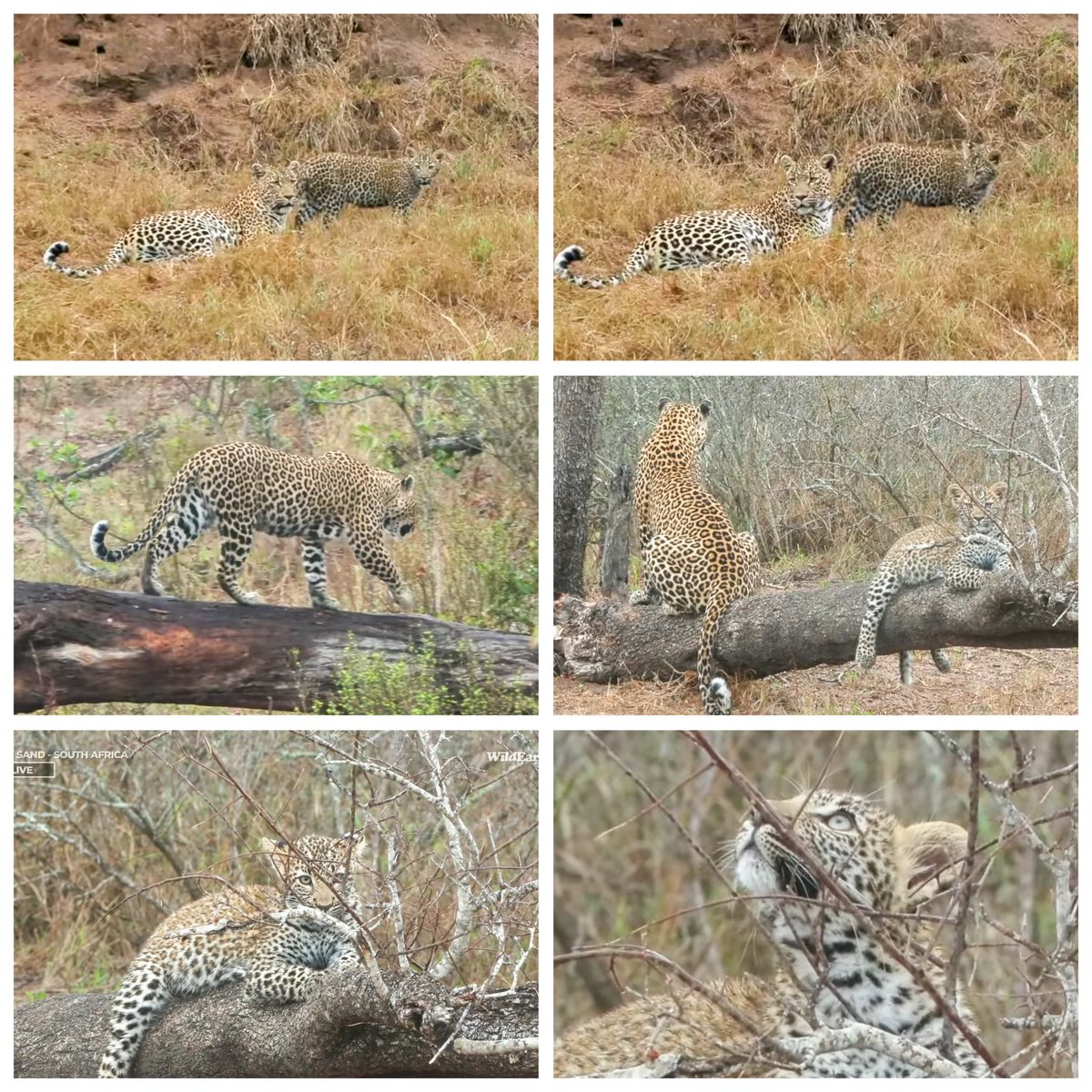 JoyR_1980's tweet image. Sunrise safari 26 October 2024. Wonderful morning! #Tlalamba #Tshipondo #WildEarth 💛