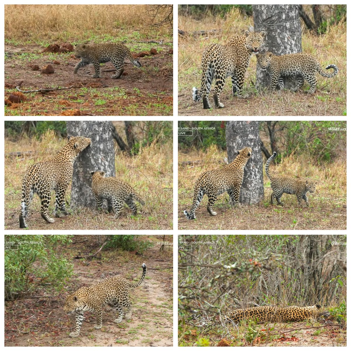 JoyR_1980's tweet image. Sunrise safari 26 October 2024. Wonderful morning! #Tlalamba #Tshipondo #WildEarth 💛