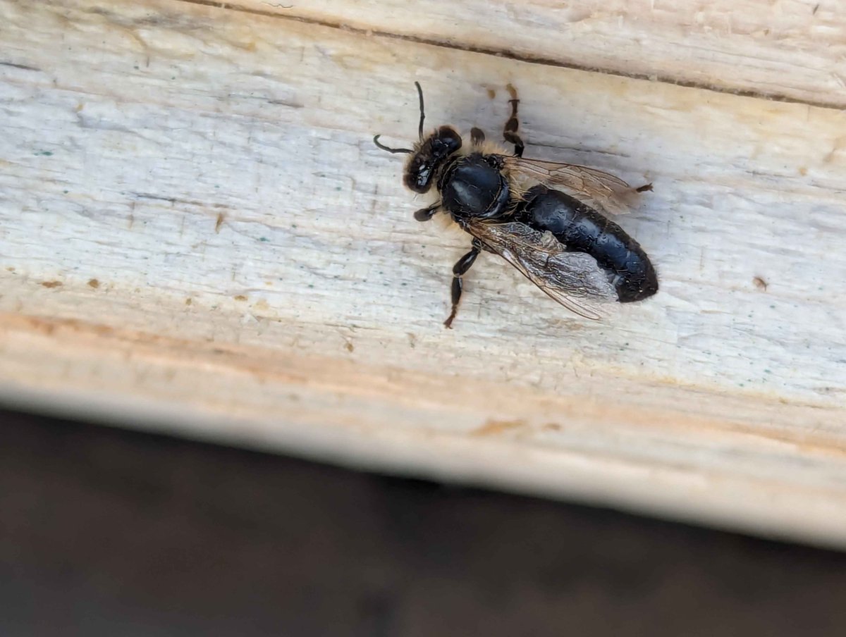 jps_bees's tweet image. Interesting

#beekeeping #beekeeper #beefarm #savethebees #savetheplanet #savethebees🐝 #savethebee #honey #purehoney #rawhoney