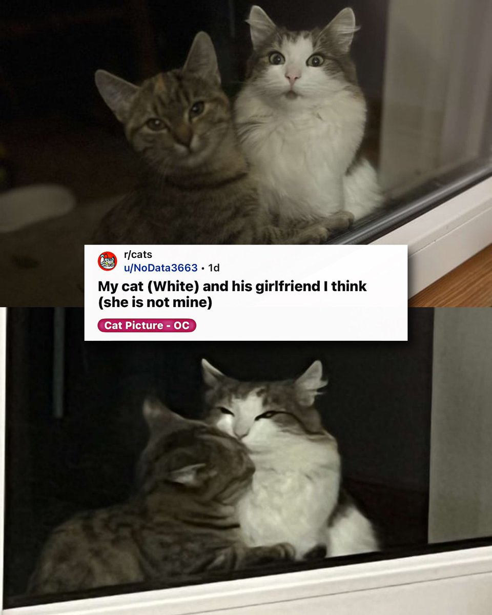 PunchingCat's tweet photo. he looks embarrassed 🥰 https://t.co/FbVNVDMmtM