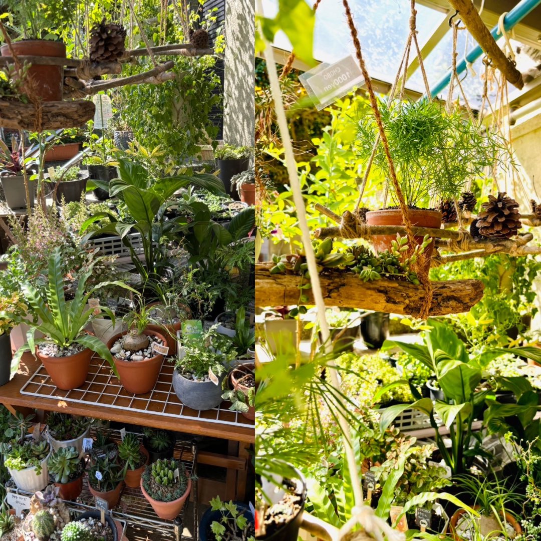 uttoco_marche's tweet photo. UTTOCO MARCHE出展者様ご紹介

ちょぼちょぼ育てた植物屋さん
CHOBO(ちょぼ) 様

#UTTOCOMARCHE 
#うっとこマルシェ
#ウットコマルシェ
#うっとこまるしぇ
#京都手づくり市
#手づくり市
#手づくりまるシェ
#植物
#花
#植物屋
#小さなおばちゃん 
#CHOBO
#ちょぼ https://t.co/vDmQ1gdFOe