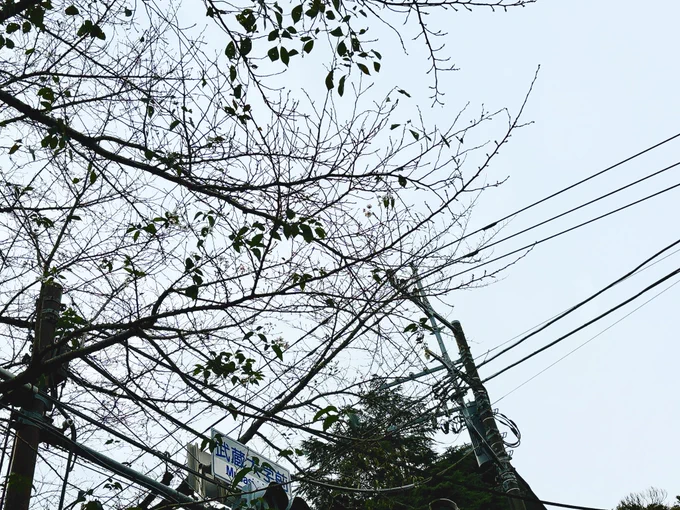 千川通りの桜が咲いちゃってました 
