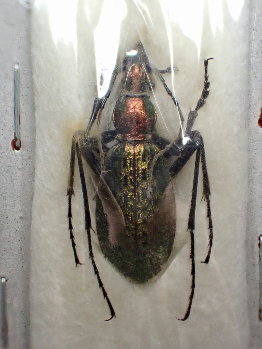 before 】 Acoptolabrus leechi chonmasanensis 🇰🇵 North Korea 平安