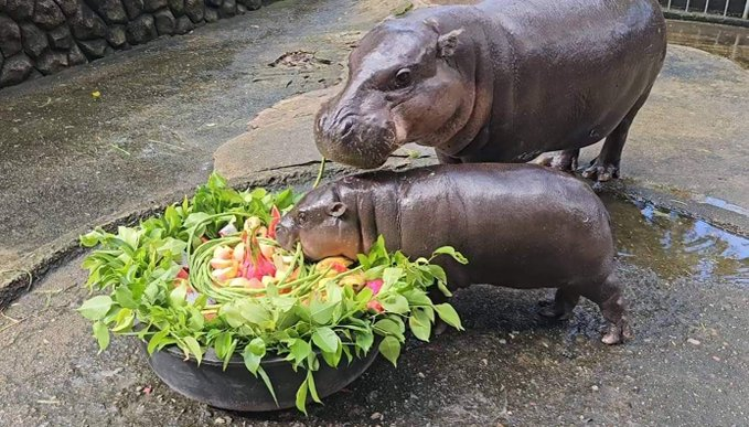 MooDengSOL's tweet photo. She's always in her bowl ☺️🦛💗

#moodeng https://t.co/PtwzPhkvoX