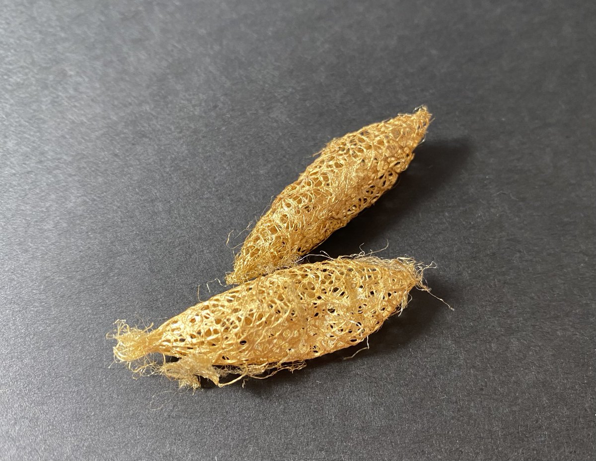 クリキュラ(Cricula Trifenestrata) 作品 美術品 アート 自分の作品や北海道の生き物とは関係ないのですが、昆虫大学では、世界