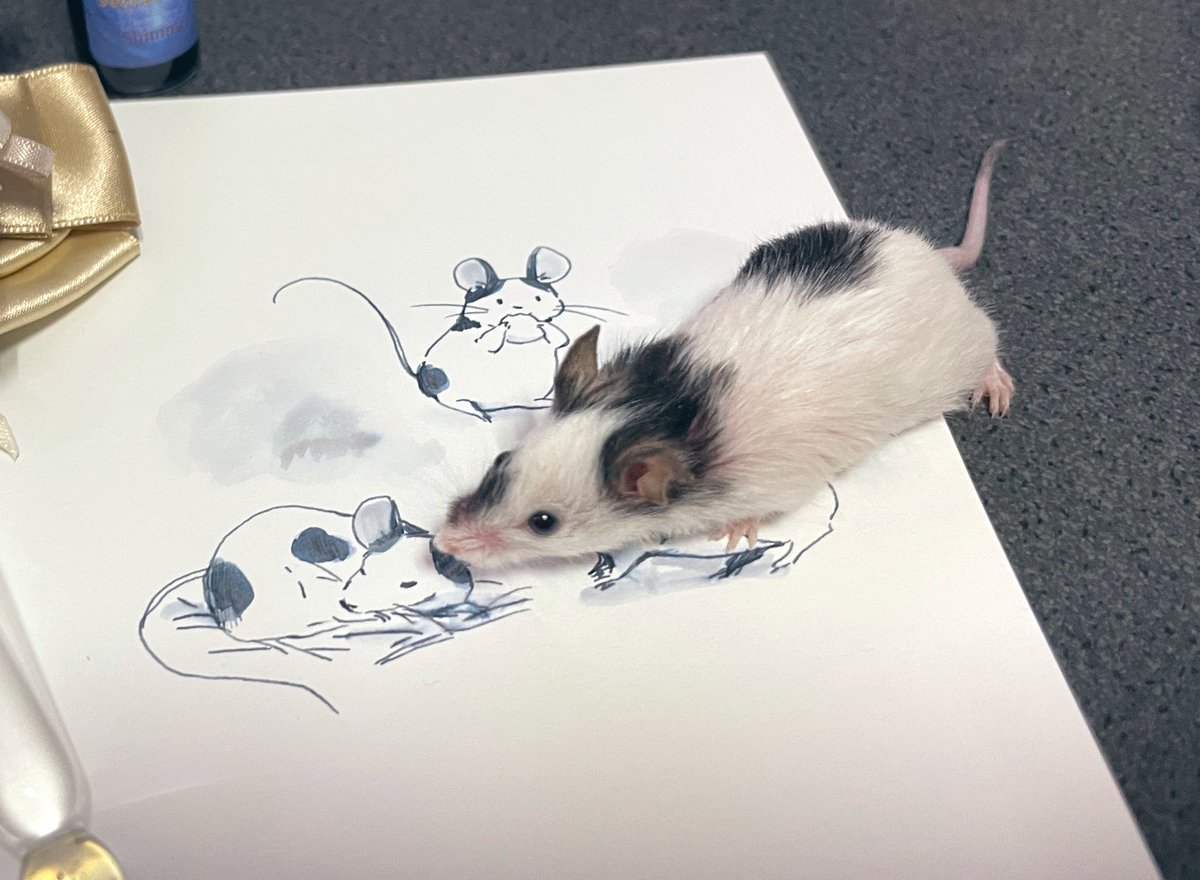 ぶちです
これは私のなかま？🐁