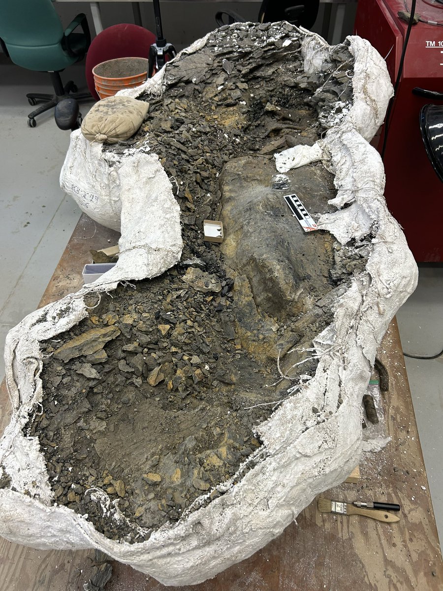 Started prep on our massive #pachyrhinosaurus skull today. It’s coming along so well! The boss is showing through. But have to put it on pause while I get set for #SVP next week.
I will return to #bigsam soon. #FossilFriday