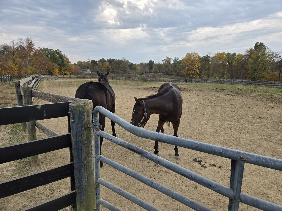 Accting_Equus's tweet photo. I'm buying a new horse, JC name Remembering Maude https://t.co/xcDnUnTiXR