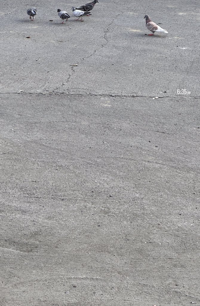 anafabsss's tweet image. Every step counts. 🚶‍♀️🦮
Have a wonderful weekend!

#keeponwalking 👣🐾