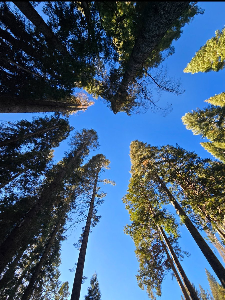 Alma (@missalma_lms) on Twitter photo Just wrapped up an incredible camping adventure with nearly 200 students. 🏕️ Surrounded by nature, roasted marshmallows over the fire, and shared stories under the stars. Nothing beats the peace of the great outdoors! <a href="/LMSCougars/">Livingston Middle School</a> <a href="/LUSDHighlights/">Livingston Union School District</a> Just wrapped up an incredible camping adventure with nearly 200 students. 🏕️ Surrounded by nature, roasted marshmallows over the fire, and shared stories under the stars. Nothing beats the peace of the great outdoors! <a href="/LMSCougars/">Livingston Middle School</a> <a href="/LUSDHighlights/">Livingston Union School District</a>