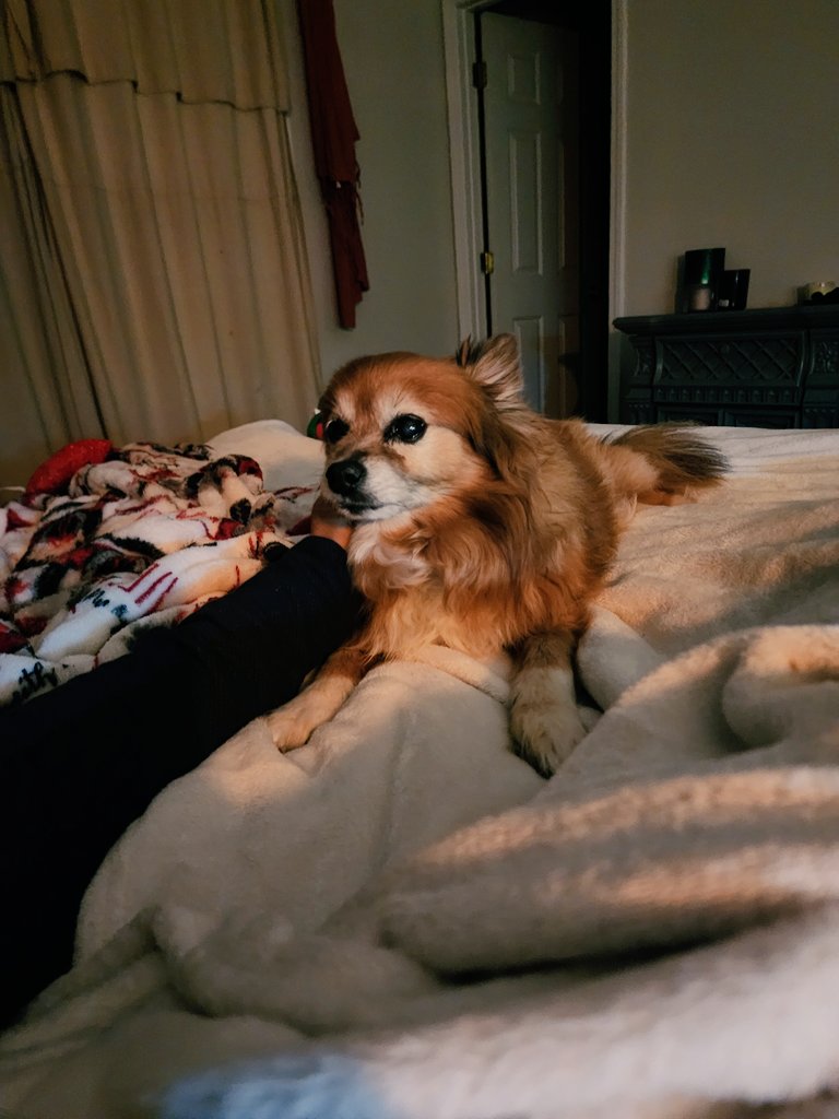 After 5 days of not eating, she finally had some interest in a few bites of pepperoni and some Reese's PB

Enjoyed one last car ride around town

And she has bounced between short naps and being extra affectionate

Time is ticking. There's never enough.  

I'm still not ready 😢