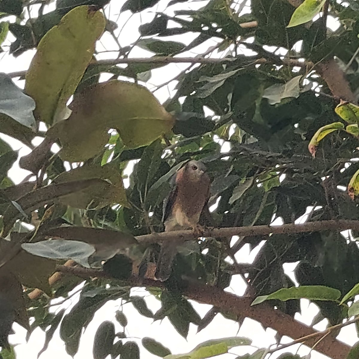 DeoSaurabh's tweet image. Bronze Red leaves of Terminilia Arjuna (Arjun) are perfect camouflage for Alexandrine Parakeet, more so at a place with Shikra