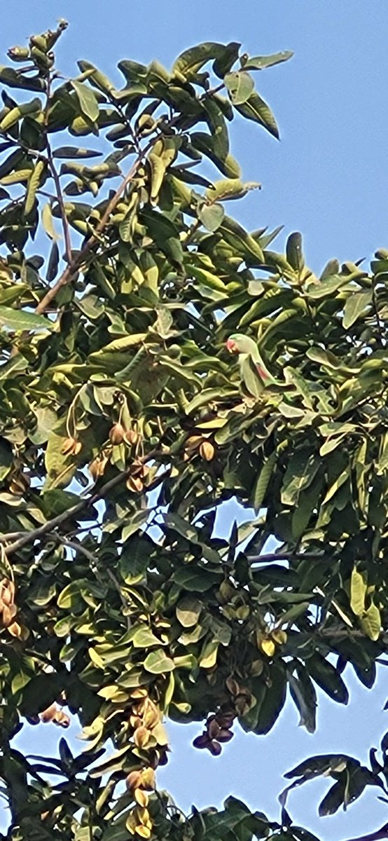 DeoSaurabh's tweet image. Bronze Red leaves of Terminilia Arjuna (Arjun) are perfect camouflage for Alexandrine Parakeet, more so at a place with Shikra