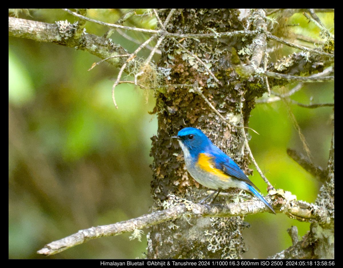 DHFloraFauna's tweet photo. Himalayan Bluetail is a brightly coloured bird found in the Himalayan regions. The male is a blazing sapphire blue with orange flanks and white throat.

#sikkimbirds #birdsofindia #himalayanbluetail #birdphotography #naturephotography https://t.co/tLkjhvlCDs