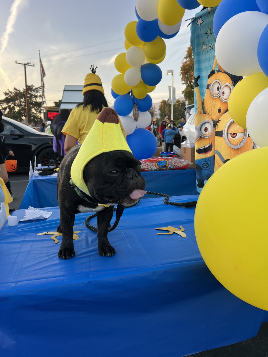 HalimStephaniee's tweet image. #TrunkOrTreat @CaminoGrove #halloween2024 special thanks to our amazing PTA for an amazing event @ArcadiaUnified @aefpres